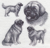 Leonberger Sketch