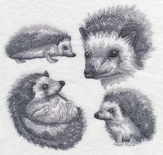 Hedgehog Sketch