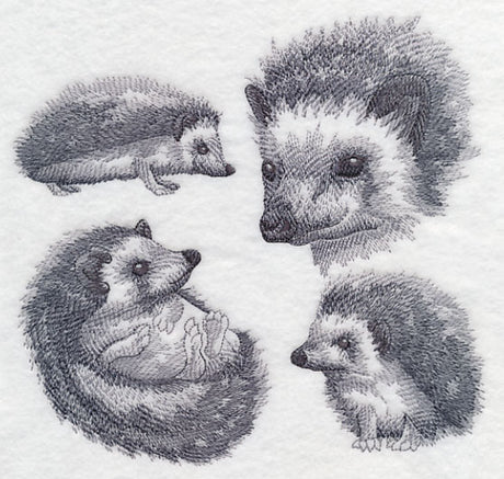 Hedgehog Sketch