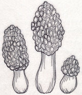 Morel Mushroom Etching