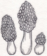 Morel Mushroom Etching