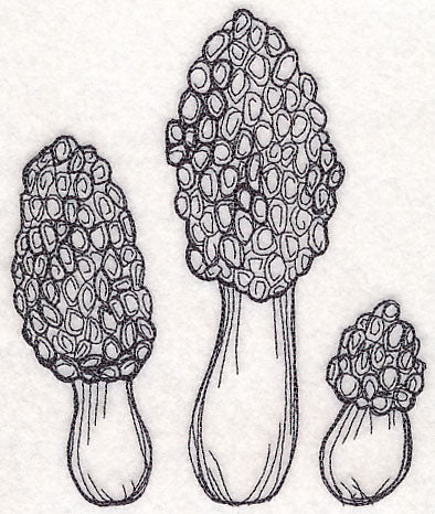 Morel Mushroom Etching