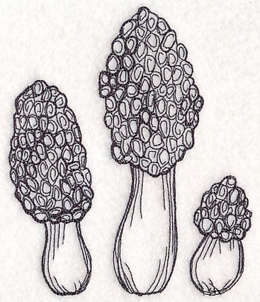 Morel Mushroom Etching
