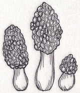 Morel Mushroom Etching