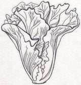 Lettuce Etching