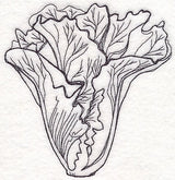 Lettuce Etching