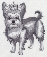 Yorkshire Terrier in Crown