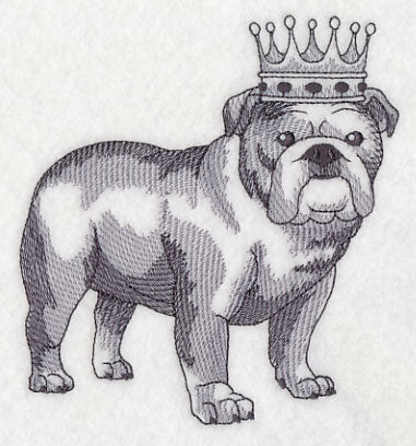 English Bulldog in Crown