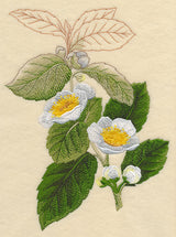 Tea Plant Botanical
