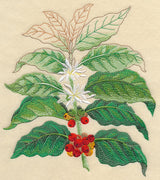 Coffee Plant Botanical