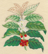 Coffee Plant Botanical