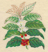 Coffee Plant Botanical