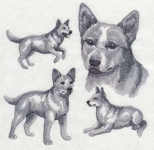 Red Heeler Sketch