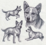 Red Heeler Sketch