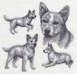 Red Heeler Sketch