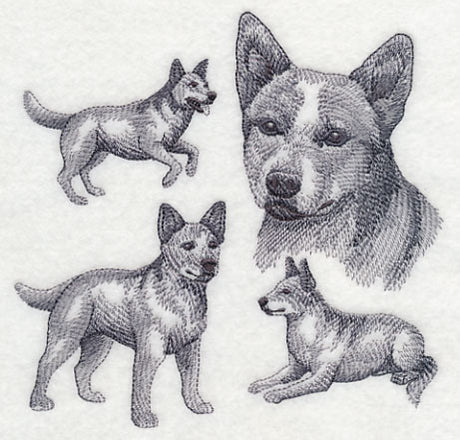 Red Heeler Sketch