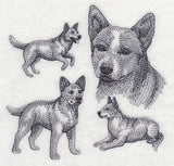 Red Heeler Sketch