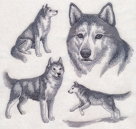 Siberian Husky Sketch