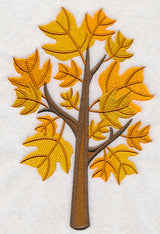 Colors of Fall - Yellow Poplar Tree