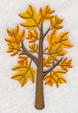 Colors of Fall - Yellow Poplar Tree