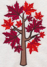Colors of Fall - Sugar Maple Tree