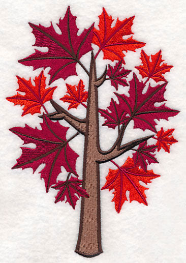 Colors of Fall - Sugar Maple Tree