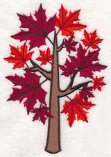 Colors of Fall - Sugar Maple Tree