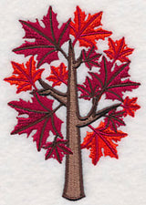 Colors of Fall - Sugar Maple Tree