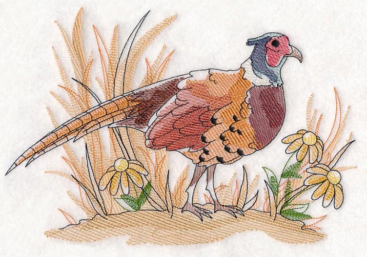 Pheasant Sketch