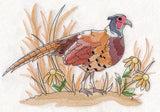 Pheasant Sketch