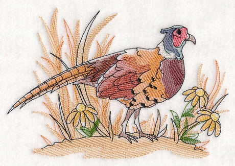 Pheasant Sketch