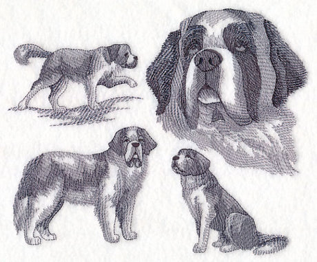 St. Bernard Sketch