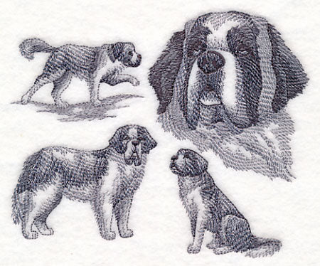 St. Bernard Sketch
