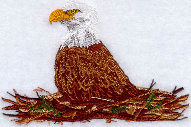 Eagle in Nest
