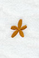 Cheshire Asterisk (3 Inch)