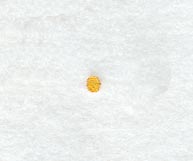 Curly Script Period (3 Inch)