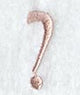 Dauphin Question Mark (3 Inch)
