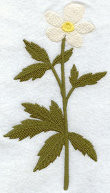 Canada Anemone (Long-Stemmed) (Thick Thread)
