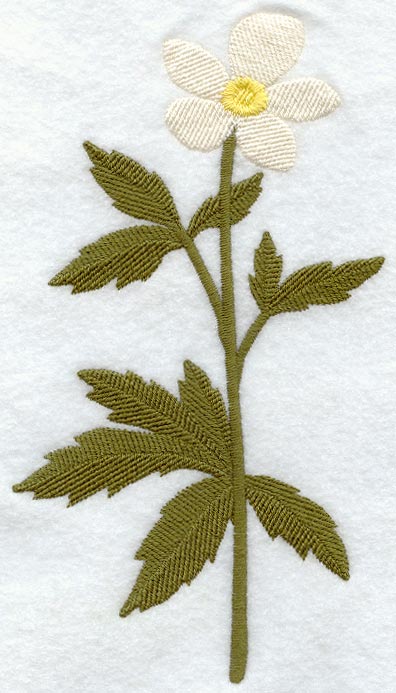 Canada Anemone (Long-Stemmed) (Thick Thread)