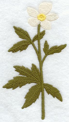 Canada Anemone (Long-Stemmed) (Thick Thread)