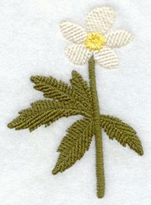 Canada Anemone (Thick Thread)