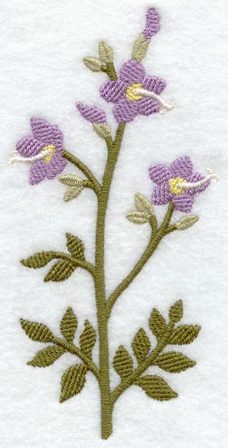 Jacob's Ladder (Long-Stemmed) (Thick Thread)