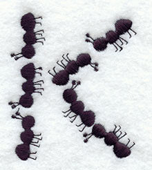 Ant Letter K (3 inch)