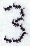 Ant Number 3 (3 inch)