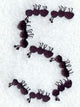 Ant Number 5 (3 inch)