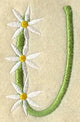 Daisy Letter U (3 Inch)
