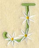 Daisy Letter J (3 Inch)