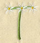 Daisy Letter T (3 Inch)