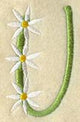 Daisy Letter U (3 Inch)