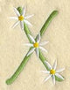 Daisy Letter X (3 Inch)